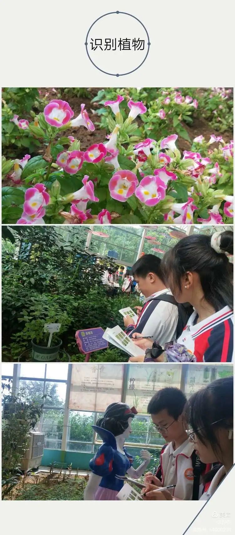 【校园动态】赏花忆往昔——海口黄冈金盘高级中学高中部研学之旅